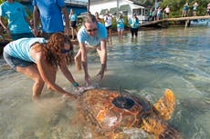 Florida: Liberan en los cayos a tortuga marina rehabilitada