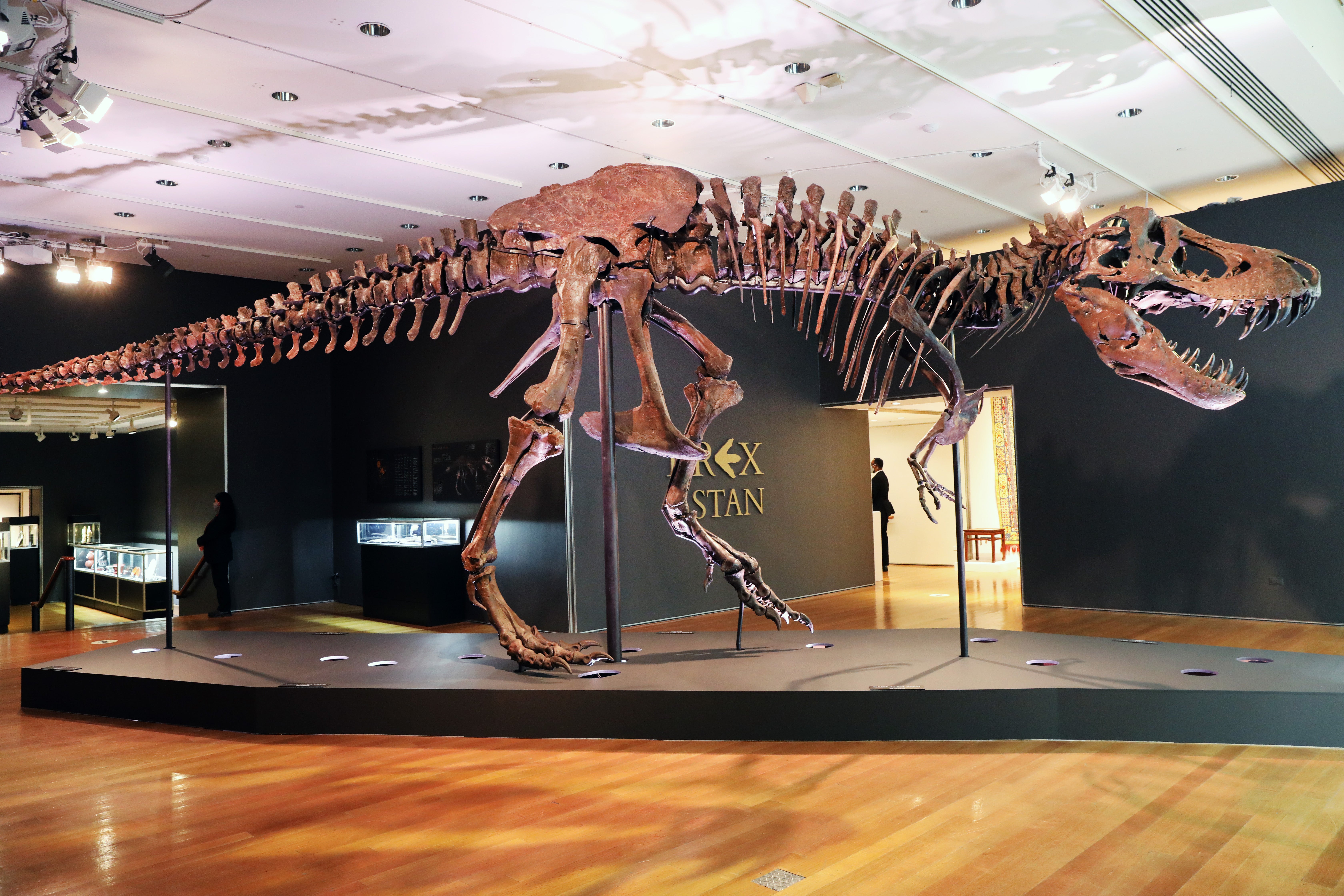 El esqueleto del fósil de un tiranosaurio rex se exhibió en una galería en la casa de subastas Christie el 17 de septiembre de 2020 en la ciudad de Nueva York