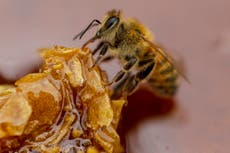 Trece años de severa sequía afectan a las abejas chilenas