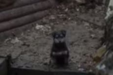 Soldados ucranianos adoptan a un cachorro que ahora los protege