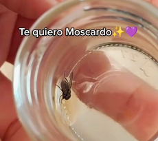 Mujer adopta una mosca, le acondiciona una ‘casita’ en un frasco y se vuelve viral