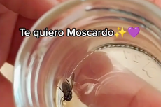 Mujer adopta una mosca, le acondiciona una ‘casita’ en un frasco y se vuelve viral