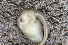 Extraña criatura hallada en Sídney se vuelve viral: “Muy bien podría ser un extraterrestre”