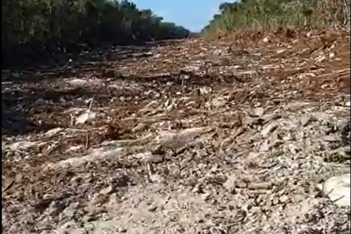 “Un ecocidio total”, denuncian desmonte de selva virgen por nuevo trazo ...