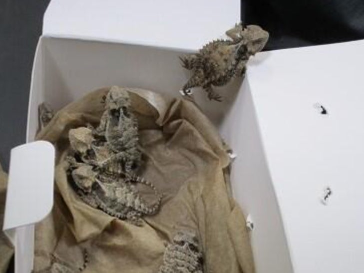 Los lagartos fueron encontrados escondidos el 25 de febrero en un intento de contrabando