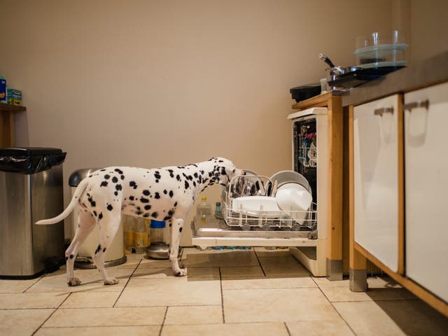 <p>Dos tercios de los dueños de mascotas describieron a sus compañeros peludos como traviesos</p>