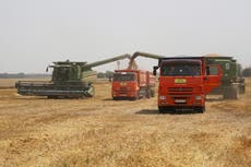 Baja en cosechas y robo de granos en Ucrania representan un alza en riesgo de hambrunas