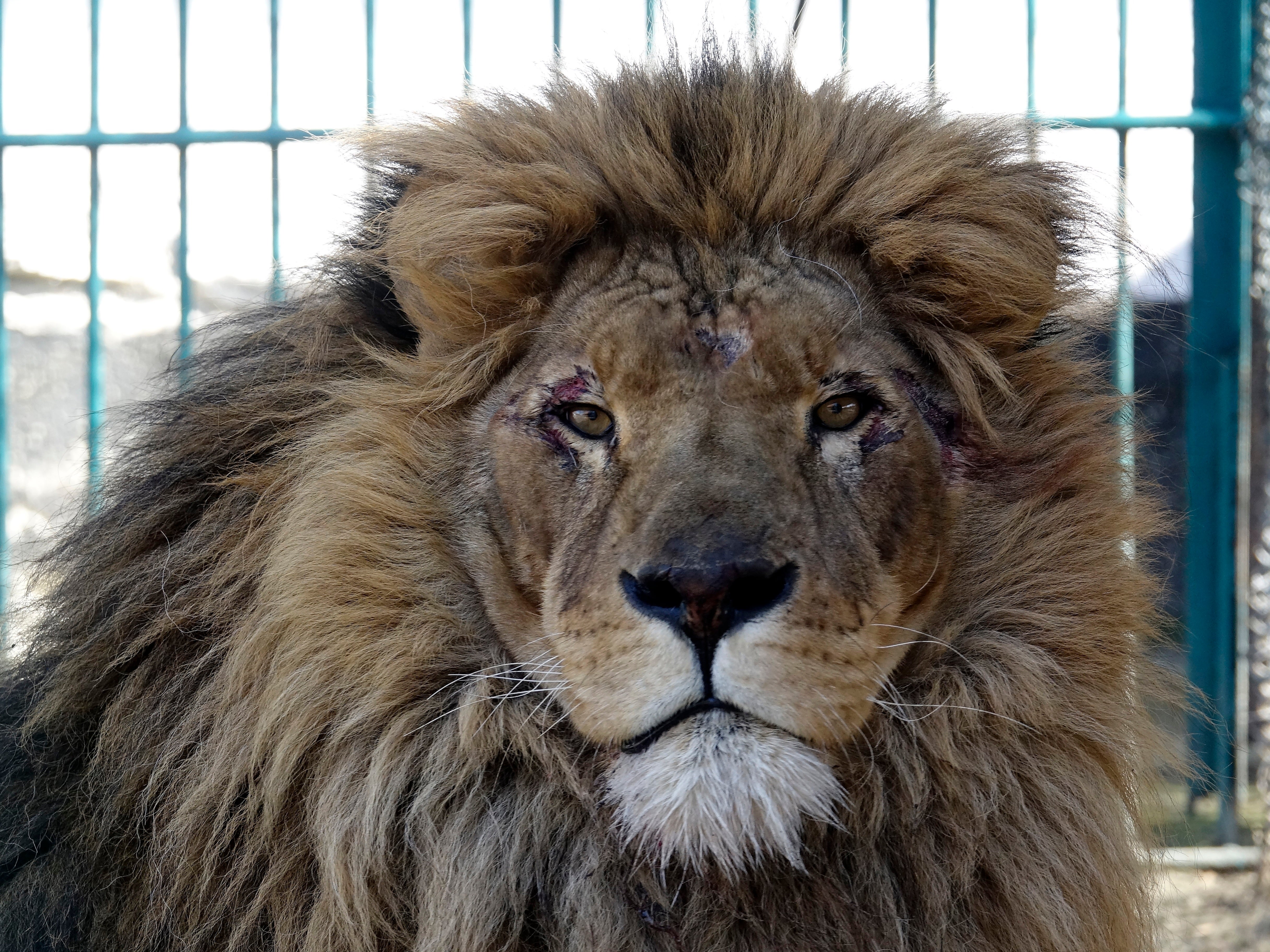 Rescatan a león y a lobo de Ucrania en medio de la guerra