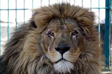 Rescatan a león y a lobo de Ucrania en medio de la guerra