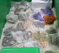EEUU: Acusan a hombre de contrabandear 1.700 reptiles