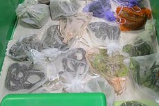 EEUU: Acusan a hombre de contrabandear 1.700 reptiles