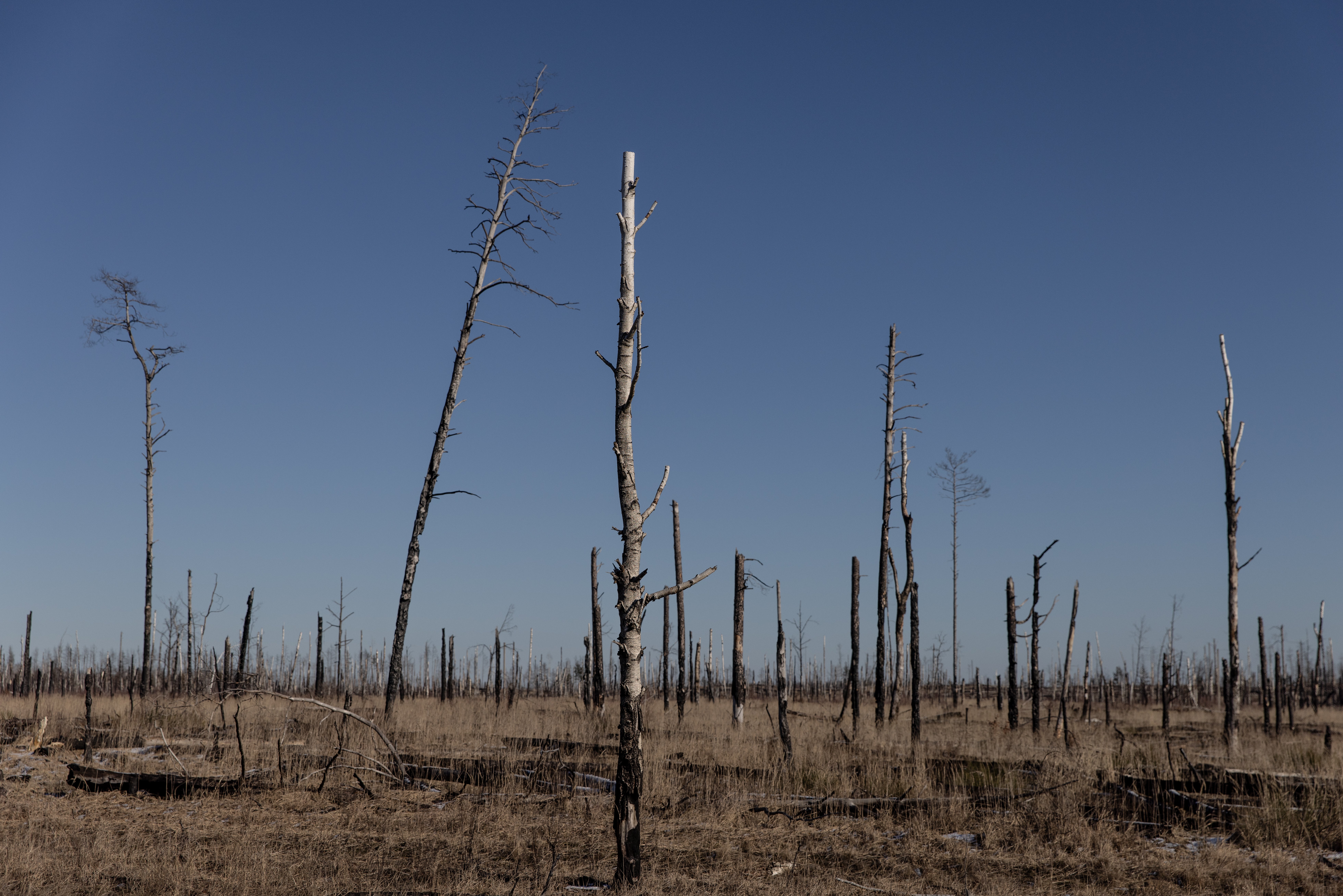 Árboles quemados en la zona de Chernóbil, cerca de la frontera entre Ucrania y Bielorrusia, el 13 de febrero, días antes de la invasión rusa