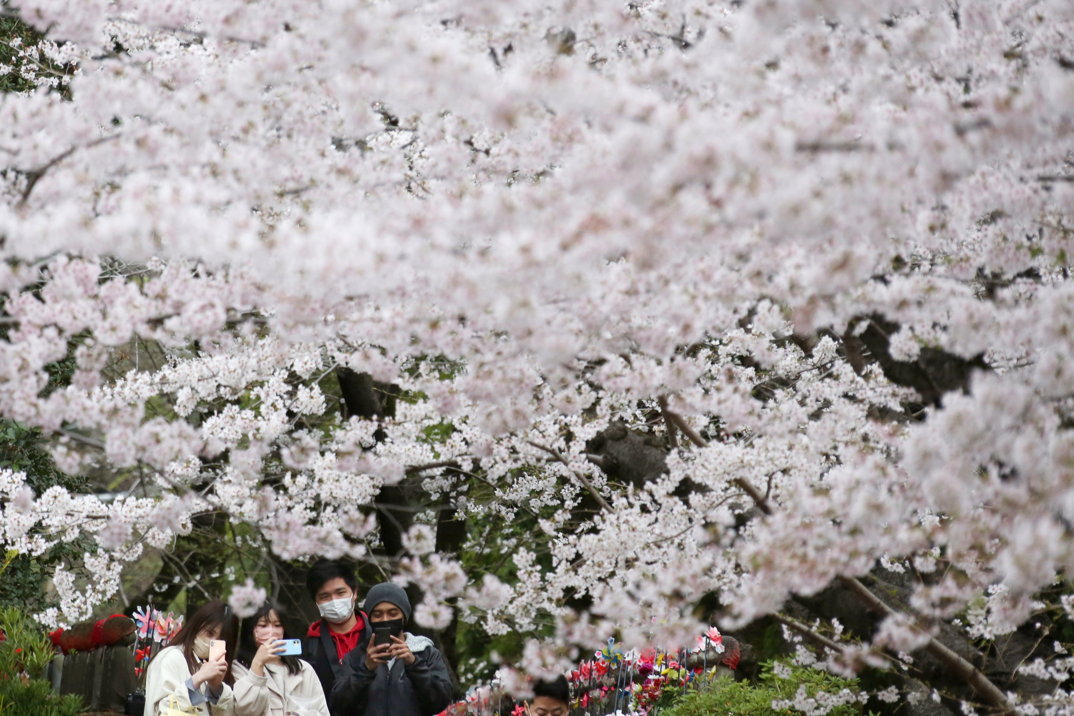 JAPÓN-CEREZOS