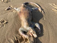 Aparece criatura “alienígena” no identificada en playa de Australia