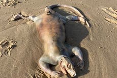 Aparece criatura “alienígena” no identificada en playa de Australia