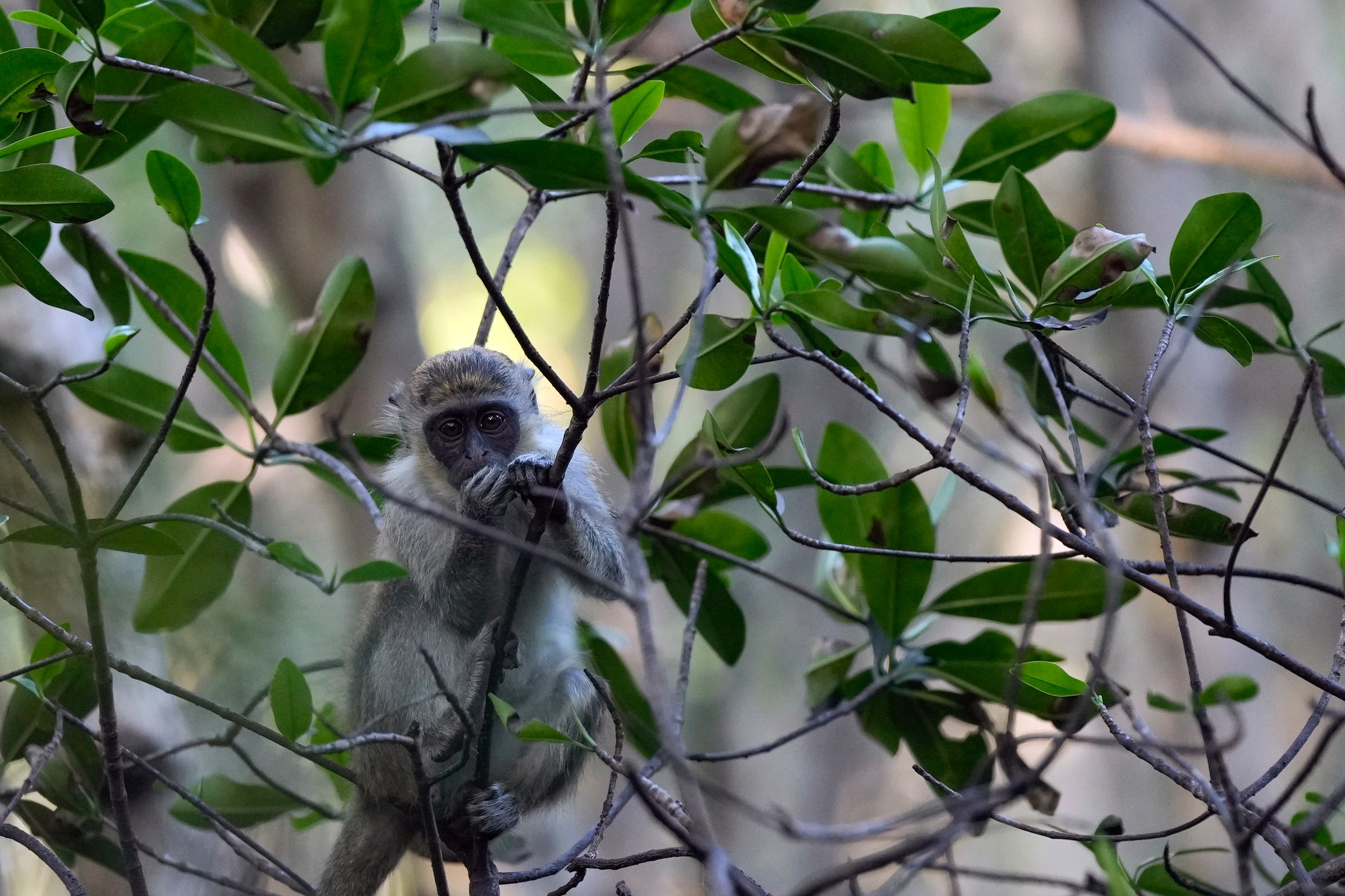 FLORIDA AEROPUERTO MONOS