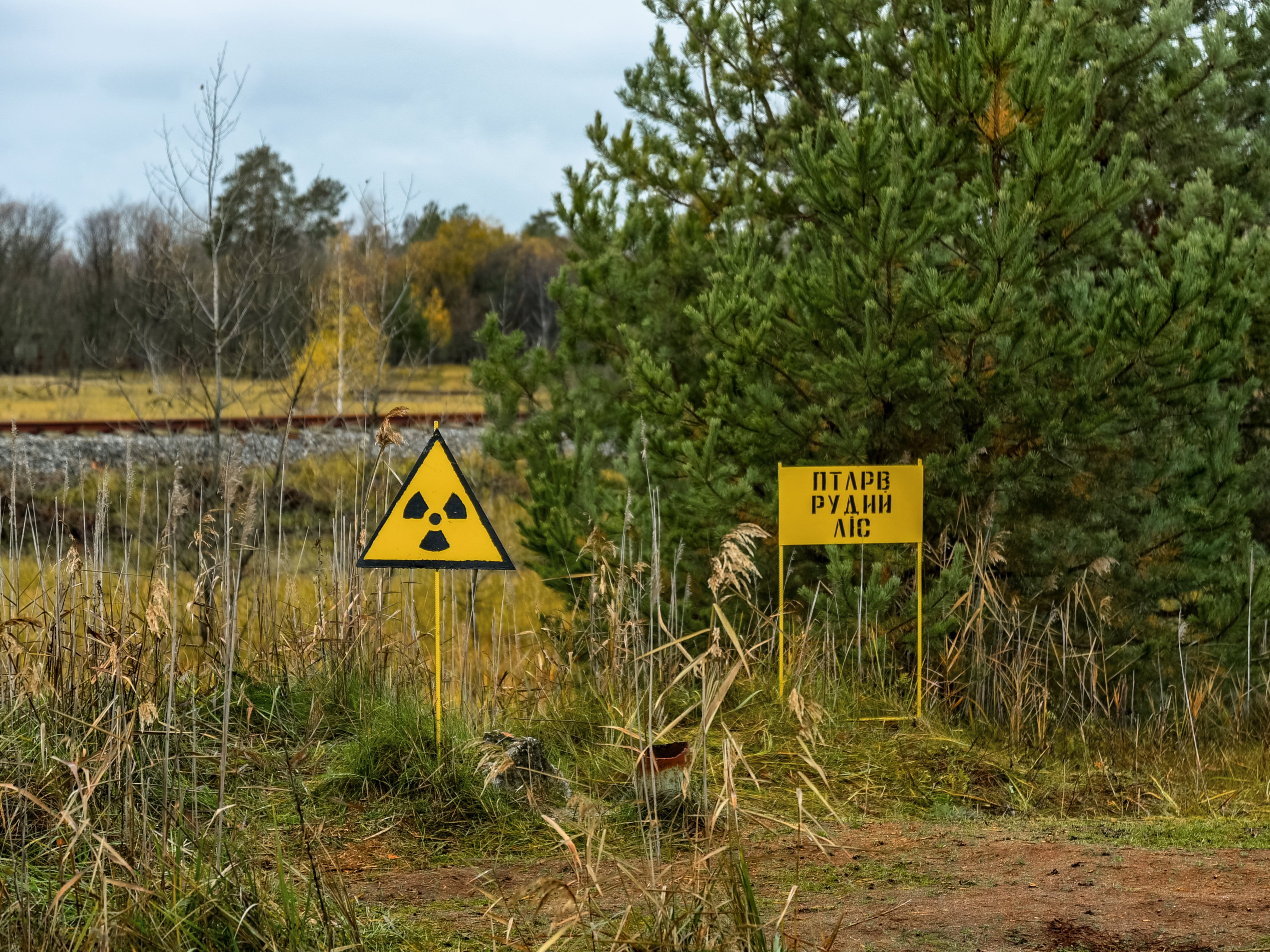 El Bosque Rojo contaminado cerca de la central nuclear de Chernóbil