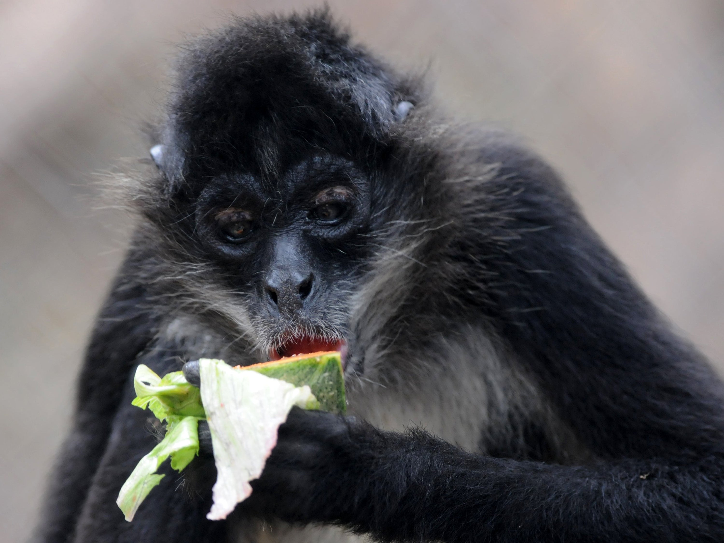Se ha descubierto que los monos araña buscan frutas que hayan fermentado