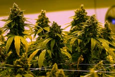 4/20: la historia que el cannabis y la humanidad comparten y el desencuentro que llevó a su prohibición