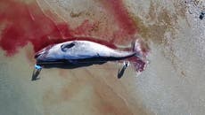 ¿Por qué la ballena gris está en peligro?