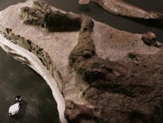 Científicos “encuentran el fósil de un dinosaurio que murió el día del impacto del asteroide”