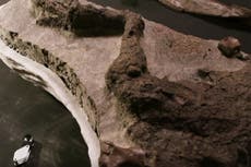 Científicos “encuentran el fósil de un dinosaurio que murió el día del impacto del asteroide”