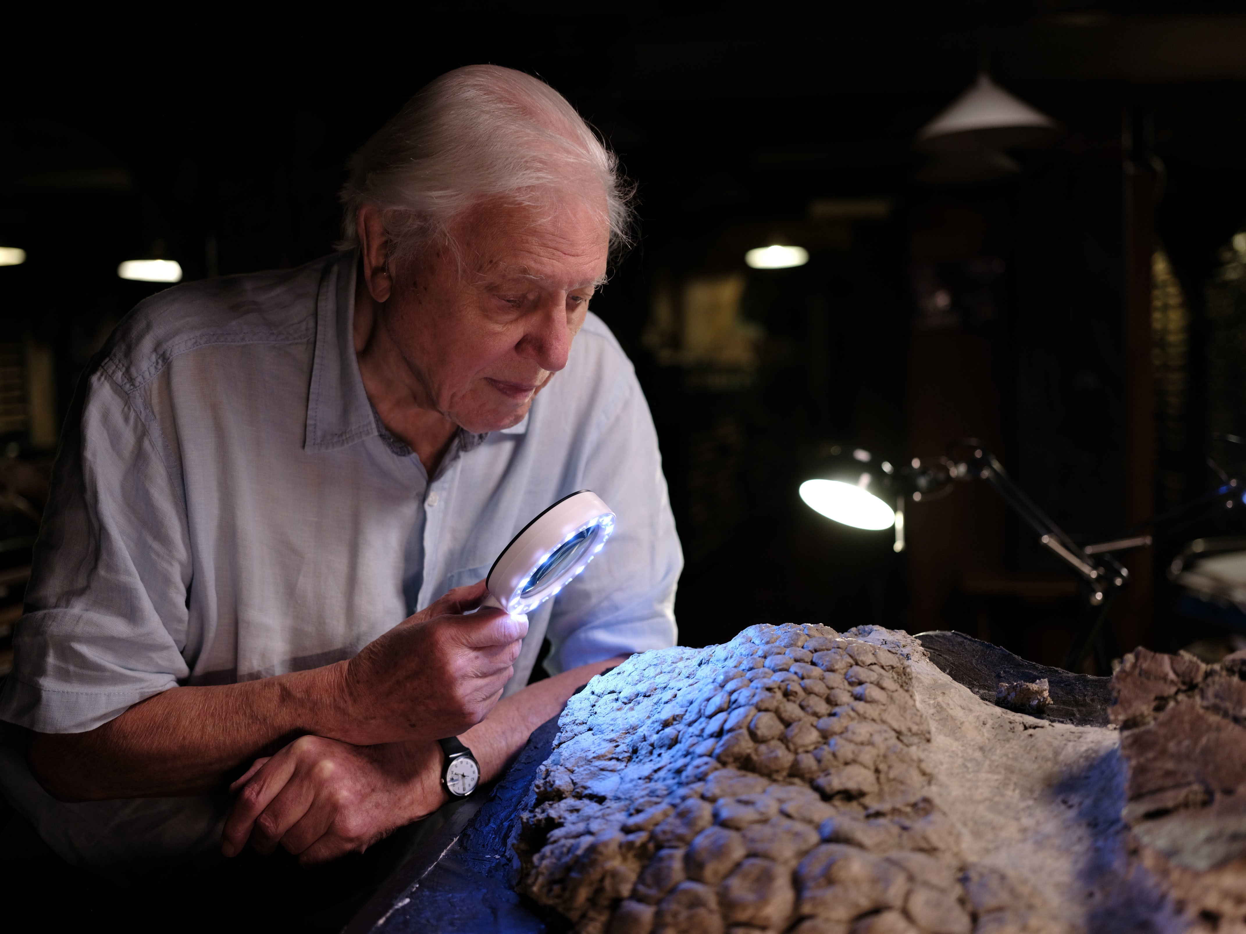 David Attenborough observa la piel fosilizada del Triceratops a través de una lupa