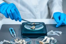 Microdosis regulares de hongos psicodélicos mejoran el estado de ánimo y la salud mental