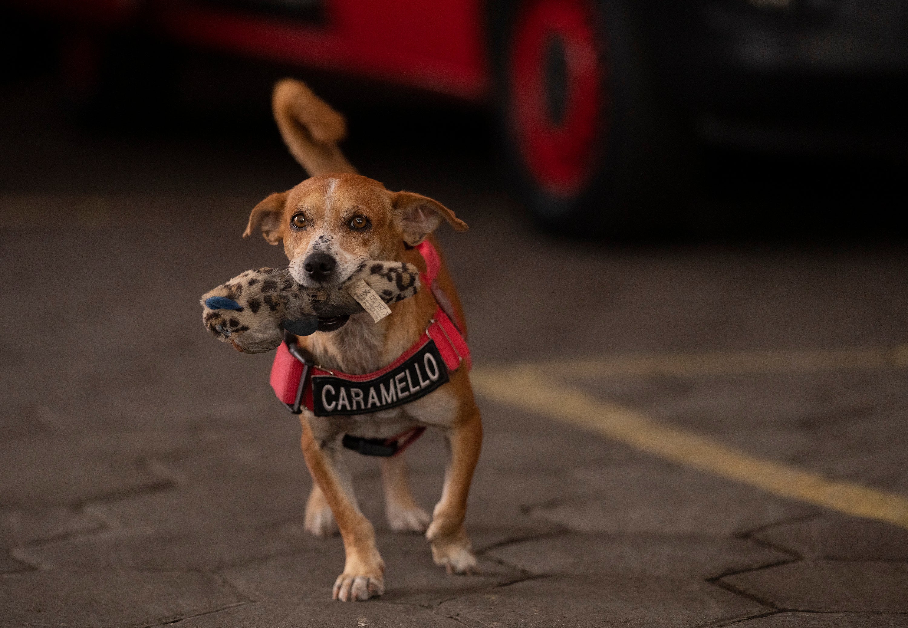 BRASIL-PERROS INFLUENCERS