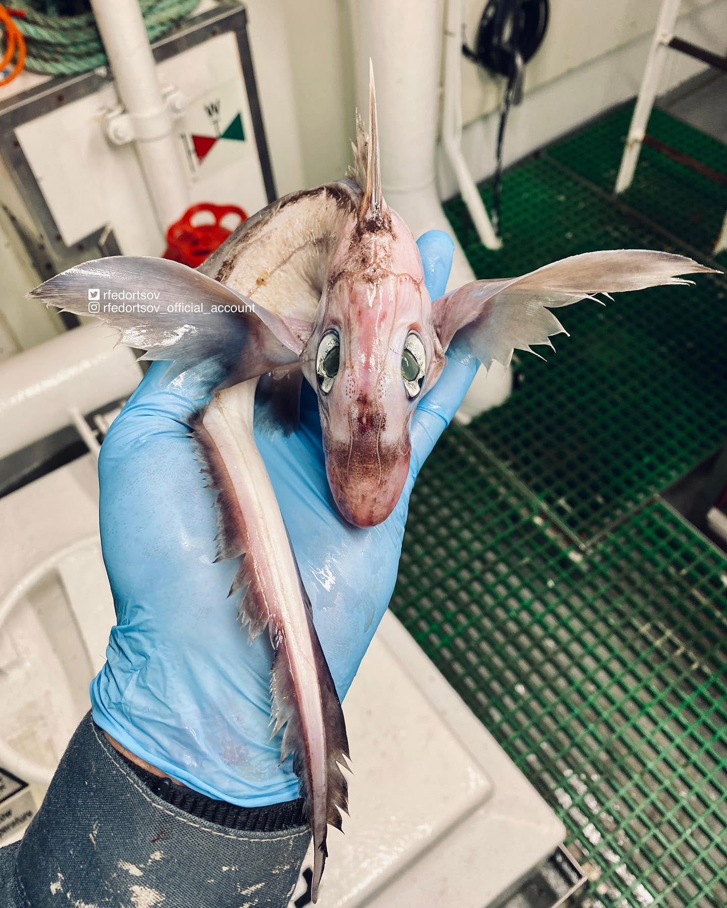 Roman Fedortsov estaba pescando en el mar de Noruega cuando se encontró con una criatura de aspecto peculiar
