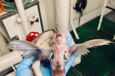 Pescador atrapa extrañas criaturas marinas que parecen “dragones bebé y hamburguesas con queso”