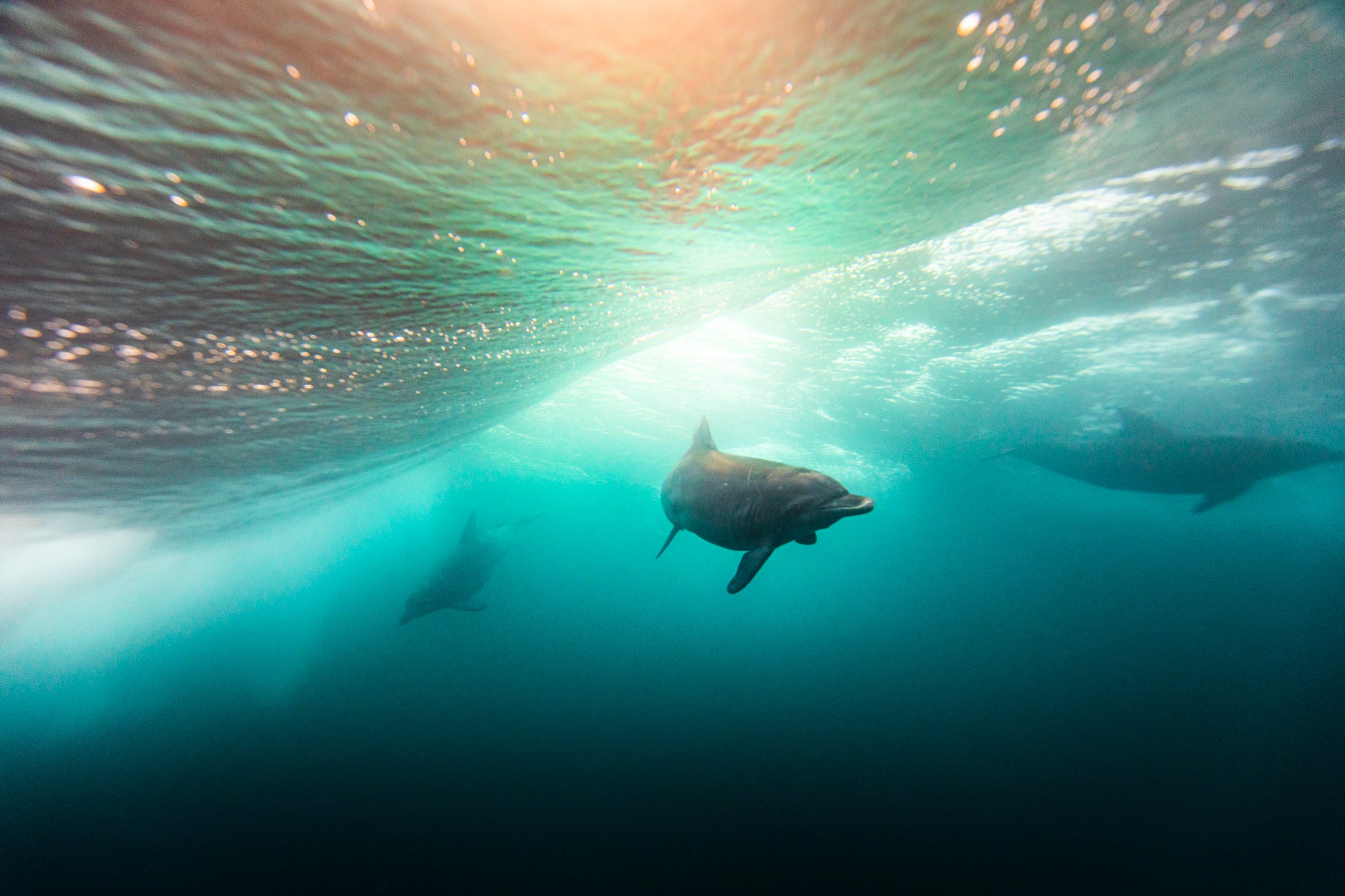 Los delfines también son capaces de comunicarse a varios kilómetros debajo del agua