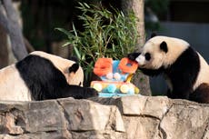 Pandas devoran pastel en aniversario de programa de cría