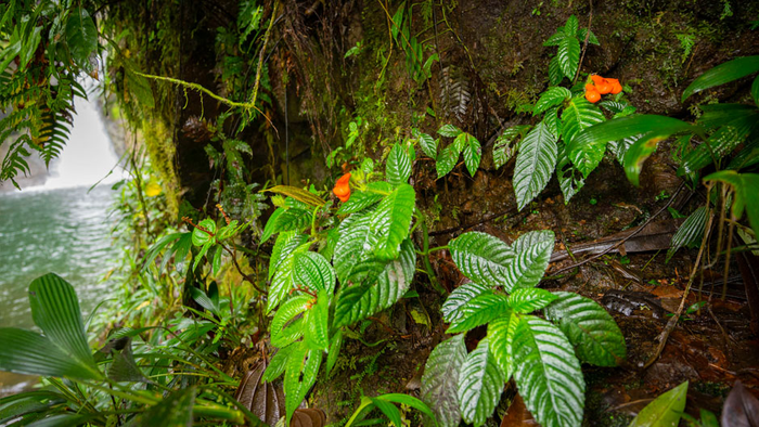 Gasteranthus extinctus se descubrió junto a una cascada en Bosque y Cascada Las Rocas, una reserva privada en la costa de Ecuador que cuenta con una larga población de plantas endémicas