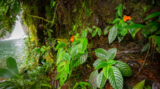 Científicos redescubren especie de planta tropical que se creía extinta desde hace casi 40 años