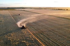 La crisis climática y la agricultura han reducido a la mitad las poblaciones de insectos en algunos países