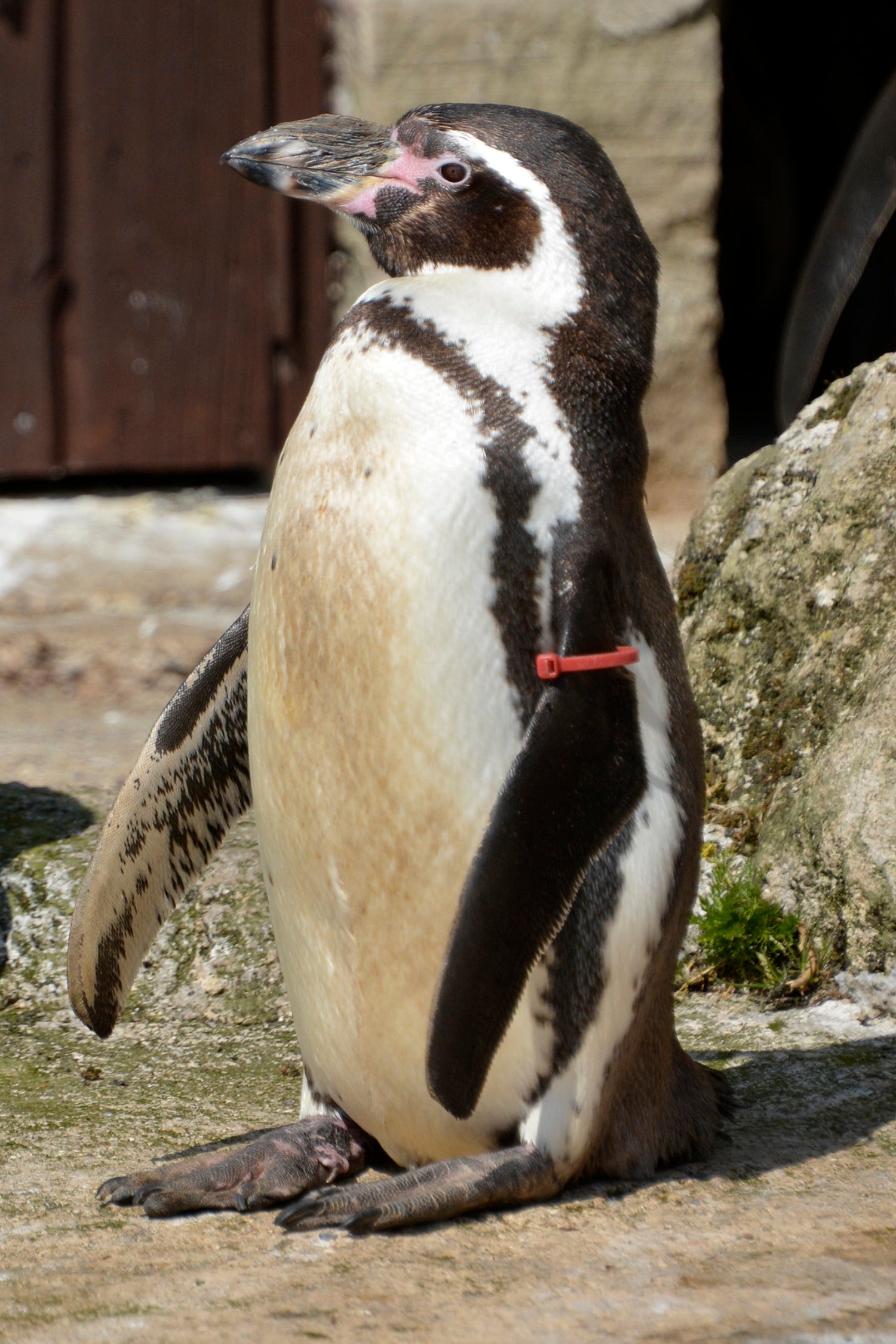 Rosie ha vivido en el zoológico de Sewerby en East Yorkshire desde 1990