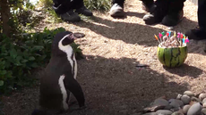 El pingüino de Humboldt considerado el más viejo del mundo celebra 32 años con pastel de sandía