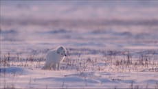 ¿Podrán salvar al zorro del ártico de la extinción?