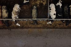 Los países ricos “deben reducir el consumo de carne en un 75 por ciento” para lograr los objetivos climáticos