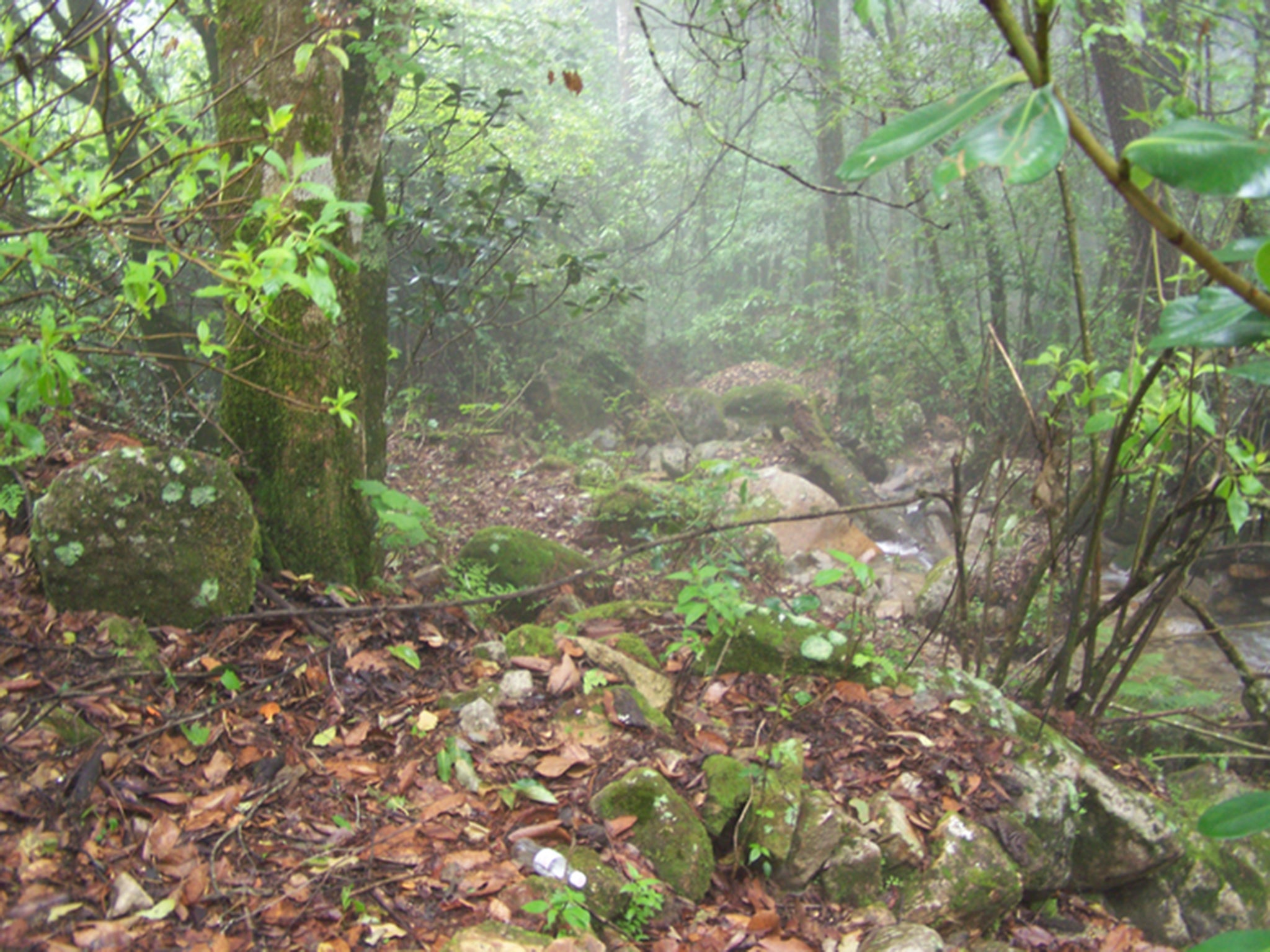 La ladera en Jalisco, México, donde se encontró a ‘C rubinus’