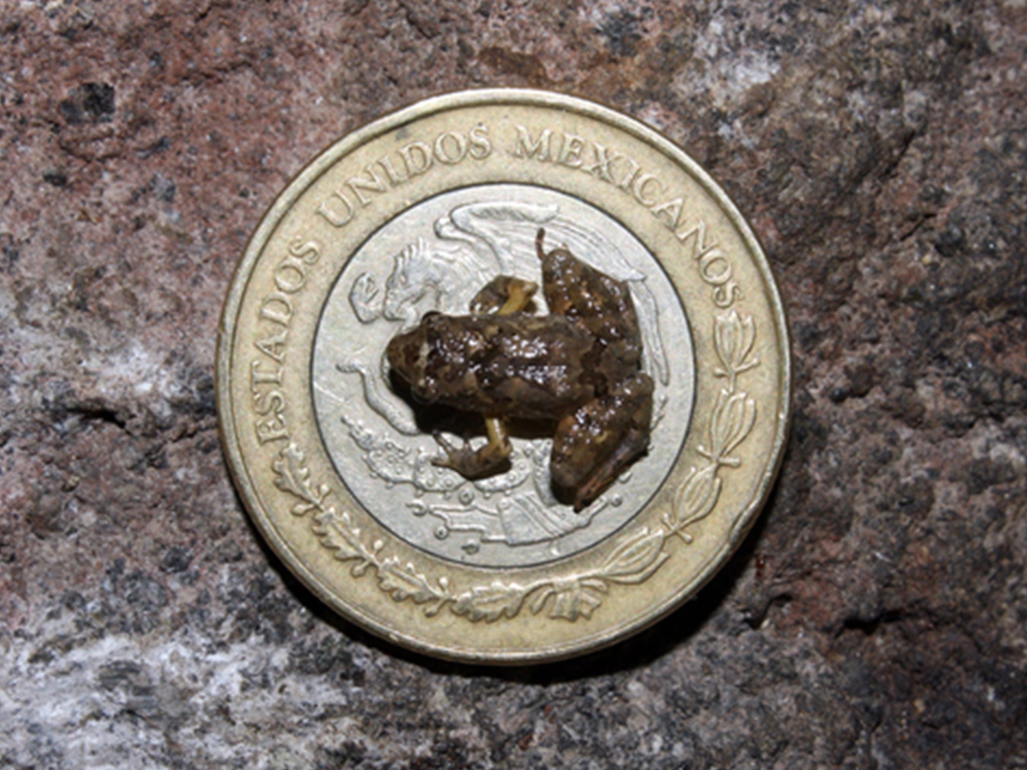 La rana recién descubierta sobre una moneda de 10 pesos de su nativo México