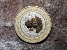 Especie de rana “bastante fascinante” más pequeña que moneda de 1 centavo descubierta en un bosque mexicano