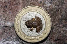 Especie de rana “bastante fascinante” más pequeña que moneda de 1 centavo descubierta en un bosque mexicano