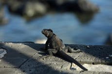 Estudio: Más de 5ta parte de los reptiles están en peligro