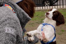 Estudio: Personalidad de perros no depende tanto de su raza