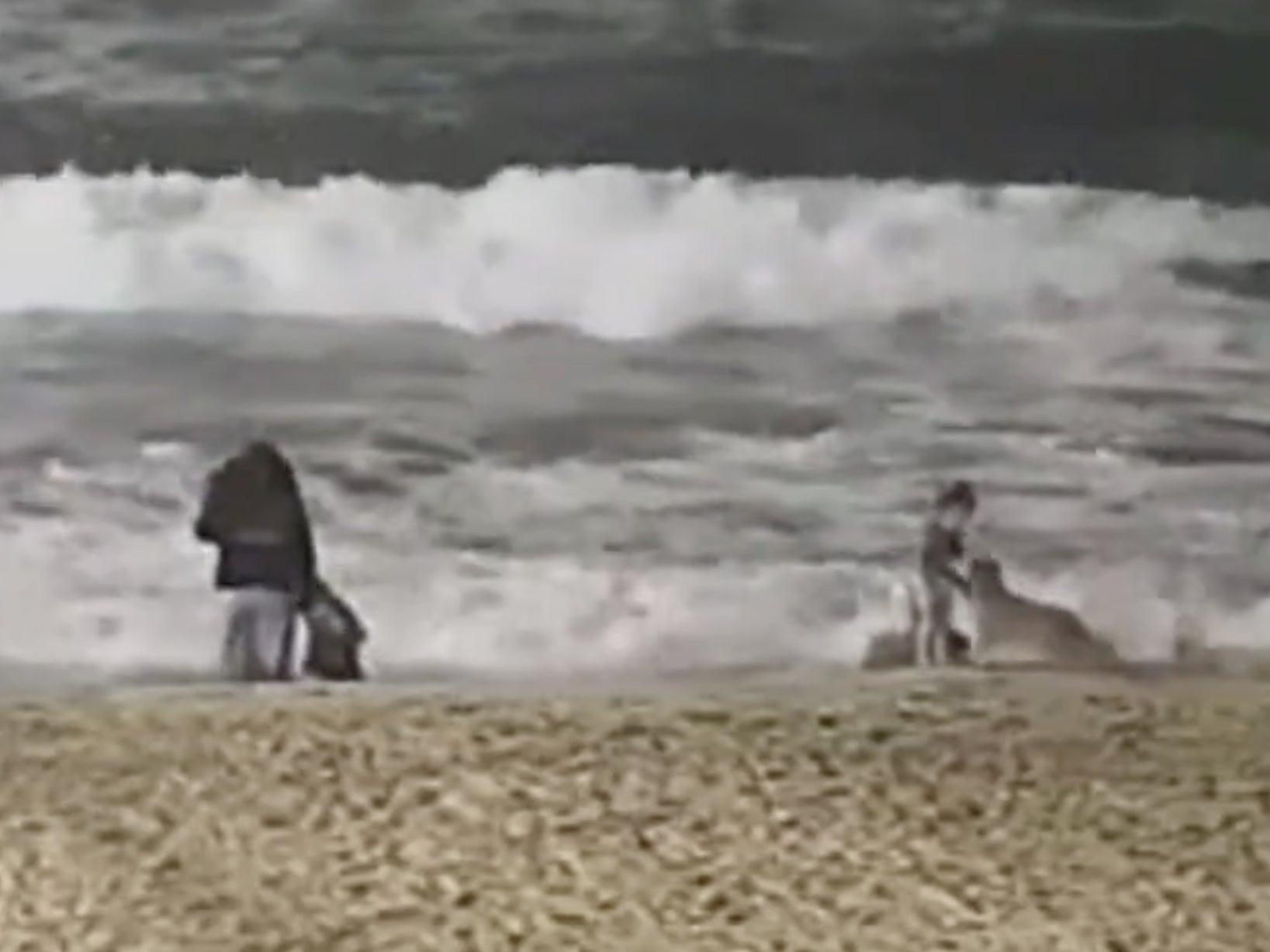 Hospitalizan a niña tras ser atacada por coyote en playa de California