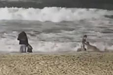 Hospitalizan a niña tras ser atacada por coyote en playa de California