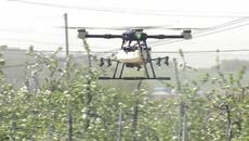  En Corea del Sur utilizan drones en vez de abejas para polinizar árboles 
