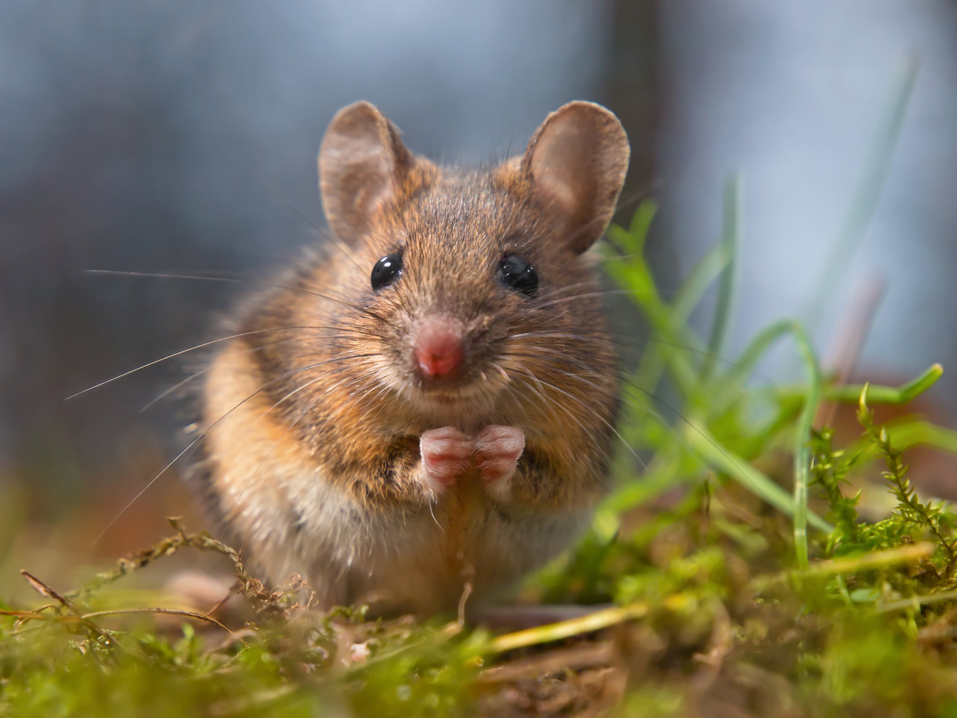 Los investigadores observaron cambios en el cerebro y las retinas de los ratones que recibieron el trasplante de heces